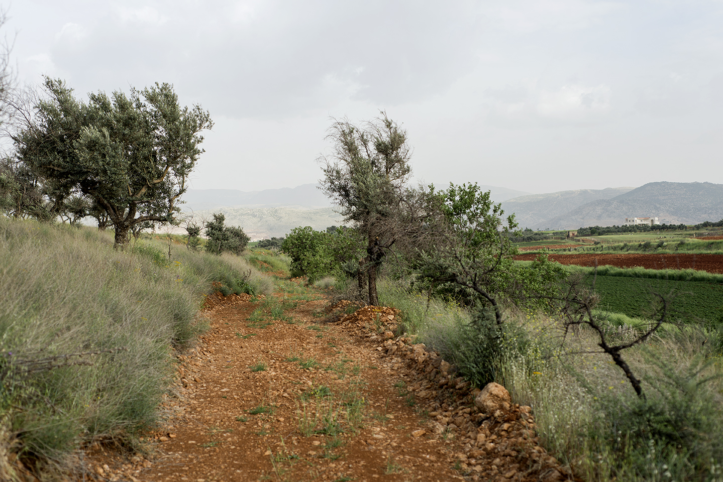 Liban Vallée de la Bekaa